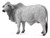 Collecta Brahman Cow