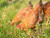 Nature's Seed PB-PNPB-2000-F Pacific Northwest Poultry Pasture Blend, 2000 sq. ft.