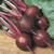 Beet Ruby Queen Great Heirloom Vegetable Seeds by Seed Kingdom Bulk 1 Lb Seeds
