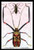 Buyenlarge 0-587-15383-0-P1218 Beetles: Acrocinus Longimanus and Lamia Subocellata #1" Paper Poster, 12" x 18"