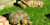 Nature's Seed PB-TORT-500-F Pasture, 500 sq. ft.