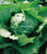 Lettuce Iceberg Great Heirloom Vegetable by Seed Kingdom Bulk 1 Lb Seeds