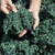 Kale Vates Blue Curled Great Heirloom Vegetable BULK 1 Lb Seeds By Seed Kingdom by seed kingdom