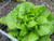 Lettuce Bibb Great Heirloom Vegetable by Seed Kingdom Bulk 1 Lb Seeds