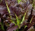 Mustard Red Giant Great Heirloom Vegetable by Seed Kingdom Bulk 1 Lb Seeds