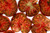 Tomato Black Sea man Great Heirloom Garden Vegetable By Seed Kingdom BULK 1 OZ Seeds