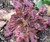 Lettuce Ruby Great Heirloom Vegetable by Seed Kingdom Bulk 1 Lb Seeds