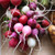 Radish Easter Egg Blend Great Heirloom Vegetable by Seed Kingdom Bulk 1 Lb Seeds