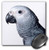 3dRose LLC 8 x 8 x 0.25 Inches Mouse Pad, African Grey Parrot (mp_4033_1)