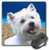 3dRose LLC 8 x 8 x 0.25 Inches Mouse Pad, West Highland Terrier (mp_4436_1)