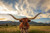 Texas Longhorn Bull Standing in Pasture Close Up Photo Art Print Huge Large Giant Poster Art 54x36 inch