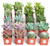 Shop Succulents | Assorted Collection of Live Succulent Plants, Hand Selected Variety Pack of Mini Succulents | Collection of 20