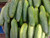 Cucumber Spacemaster Great Heirloom Vegetable Seeds by Seed Kingdom Bulk 1 Lb Seeds