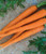 Carrot Imperator 58 Great Heirloom Vegetable by Seed Kingdom Bulk 1 Lb Seeds