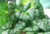 Mustard Tatsoi Great Heirloom Vegetable by Seed Kingdom Bulk 1 Lb Seeds