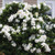 Jubilation Gardenia - Southern Living - Live Plant - Trade Gallon Pot