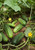 Cucumber Pioneer F1 Hybrid Great Garden Vegetable Seeds by Seed Kingdom Bulk 1 Lb Seeds