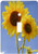 3dRose lsp_30807_1 Friendship Sunflowers Flower Photography Toggle Switch, Multi-Color