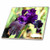 3dRose ct_4124_4 Purple Iris Ceramic Tile, 12-Inch