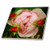 3dRose ct_28690_1 Pink Fairy Rose Flower-Ceramic Tile, 4-Inch