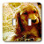 3dRose lsp_486_2 Irish Setter Puppy Double Toggle Switch