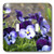 3dRose lsp_51789_2"A batch of purple pansies - Double" Toggle Switch