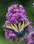 Perennial Farm Marketplace Phlox paniculata 'Jeana' ((Summer) Perennial, Size-#1 Container, Lavender Pink Flowers