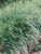 Perennial Farm Marketplace Panicum v. 'Cape Breeze' ((Switchgrass) Ornamental Grass, Size-#1 Container, Green Foliage with Straw Colored Inflorescences
