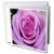 3dRose Purple Rose - Greeting Cards, 6 x 6 inches, set of 12 (gc_1264_2)