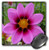 3dRose LLC 8 x 8 x 0.25 Inches Mouse Pad, Pink Cosmos Flower (mp_6008_1)