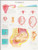 3B Scientific VR1554UU Glossy Paper Pregnancy Anatomical Chart, Poster Size 20" Width x 26" Height