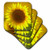 3dRose CST_95308_3 Sunflower-Us48 Dbn0044-David Barnes-Ceramic Tile Coasters, Set of 4