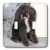 3dRose LLC lsp_1013_2 Black and white Toy Poodle Double Toggle Switch