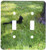 3dRose lsp_24344_2 Black Cat Looking Up Into A Tree Double Toggle Switch