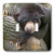 3dRose lsp_11586_2 Oh Man, What A Day, Black Bear Double Toggle Switch