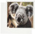 3dRose Koala Bear Closeup - Greeting Cards, 6 x 6 inches, set of 12 (gc_49324_2)