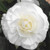 Outsidepride White Begonia Seeds - 500 Seeds