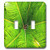 3dRose lsp_205062_2"Print Of Close Up Under A Palm Tree Double Toggle Switch