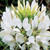 Outsidepride Cleome White - 1000 Seeds