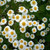 Outsidepride Feverfew - 5000 Seeds