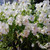 Outsidepride White Pansy Flower Seed - 1000 Seeds