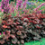 Outsidepride Heuchera Palace Purple Flower Seed - 2000 Seeds