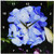 3dRose dpp_40837_1 Blue Hydrangea Wall Clock, 10 by 10-Inch
