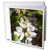 3dRose Greeting Cards, 6 x 6 Inches, Pack of 12, Honey Bee on Apple Blossoms in Idaho (gc_90020_2)