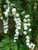 100pcs/bag Climbing Hydrangea Seeds Hydrangea Flowers Seed Bonsai Plant Viburnum Home Garden
