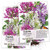 Seed Needs, Cleome Mixture (Cleome hassleriana) Twin Pack of 1,500 Seeds Each