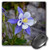 3dRose LLC 8 x 8 x 0.25 Inches Mouse Pad, Colorado Columbine (mp_120073_1)