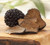 Seeds Truffle Black Mushroom Dried Mycelium Spawn Substrate Russian Ukraine for Planting