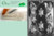 Cybrtrayd MdK50-A001 Turtles Animal Chocolate Candy Mold with Packaging Kit