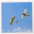 3dRose New Zealand, Vintage Airplanes-AU02 DWA5970 Greeting Cards, 6" x 6", Set of 6 (gc_75992_1)